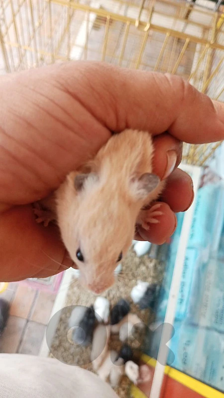 hamsters for sale
