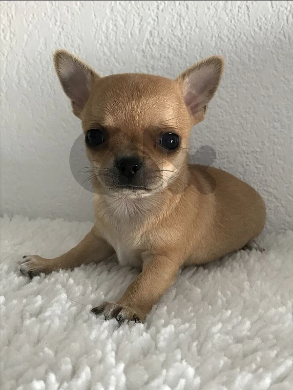 Little Chihuahua Puppies Available in store & Delivery