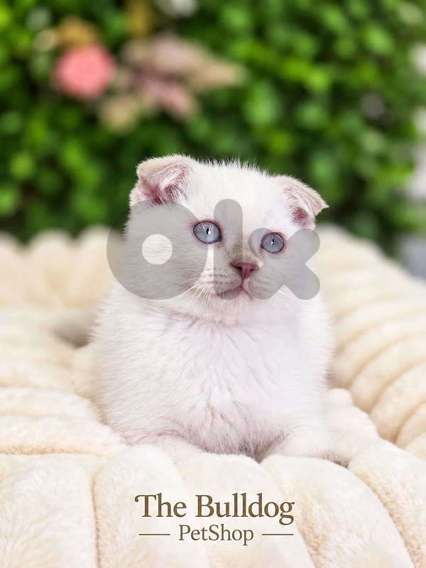 Scottish fold kitten White Coat 🤍