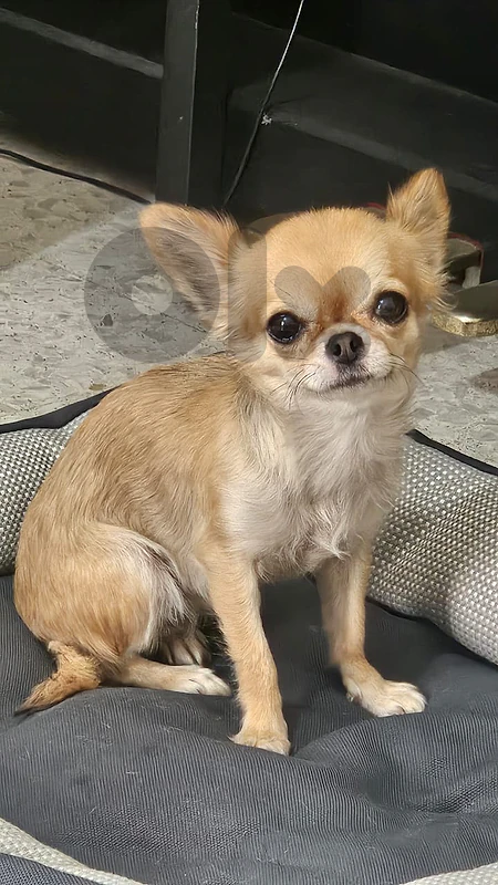 Mini Chihuahua