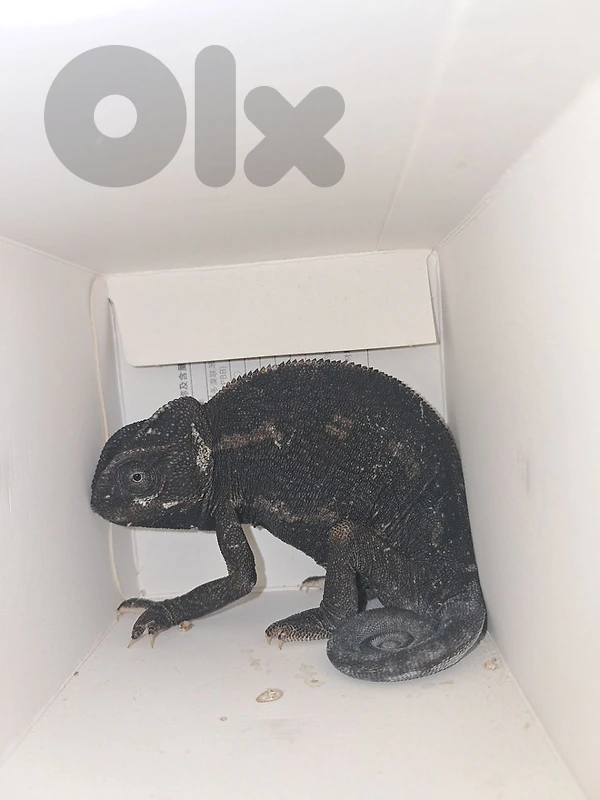 حربايه / chameleon