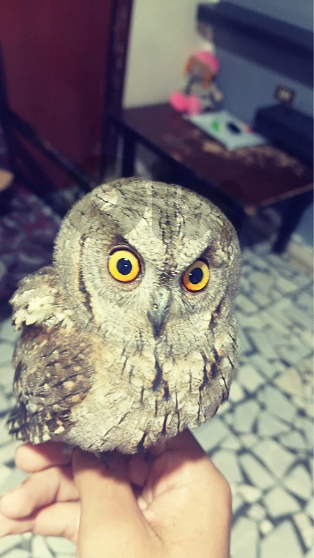 بومة قزم اليفة