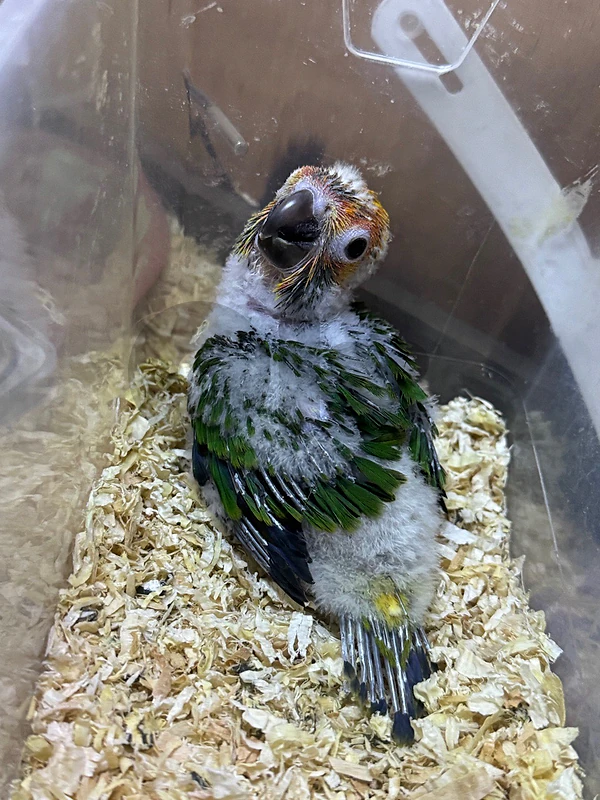 Sun Conure