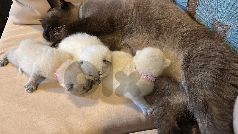 Siamese pure2
