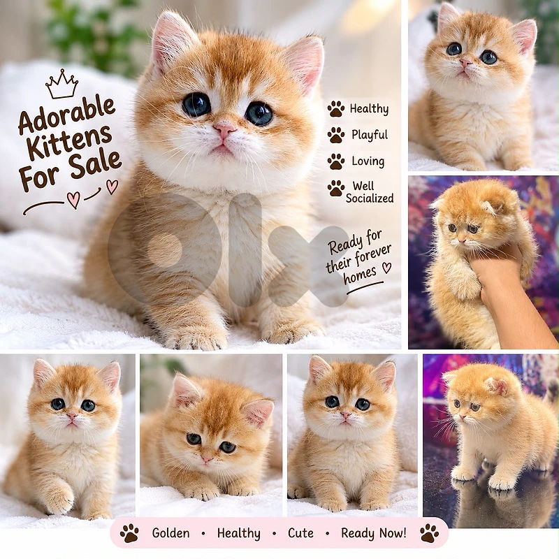 ✨ Purebred British & Scotish Fold Golden Chinchilla