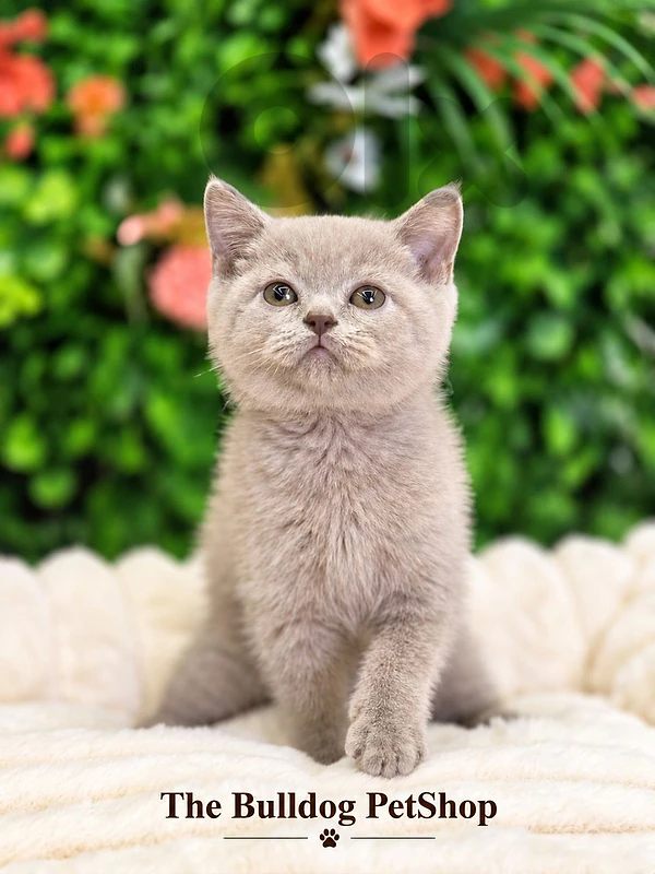 Lilac British Shorthair Kittens/ cat قطط