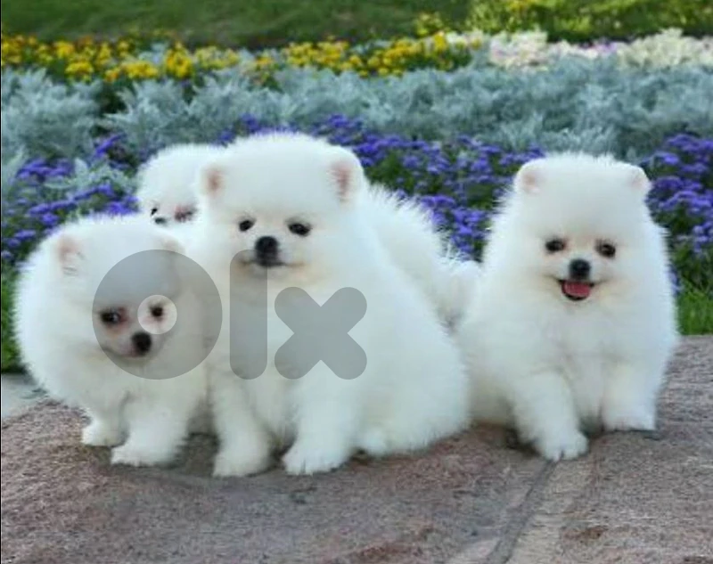 pomeranian