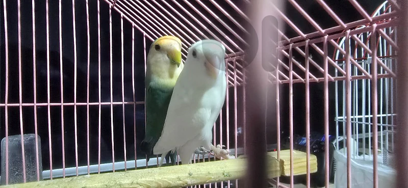 الضاحية الضاحية