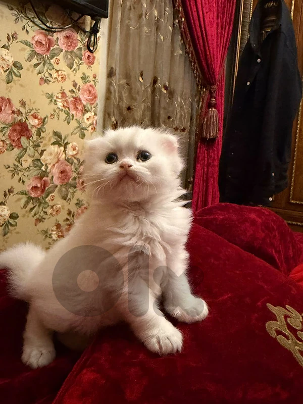 لليع قطه عمر شهر ونصف