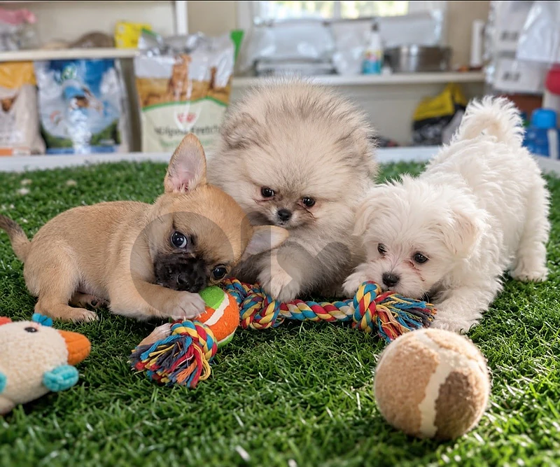 puppies for sale
