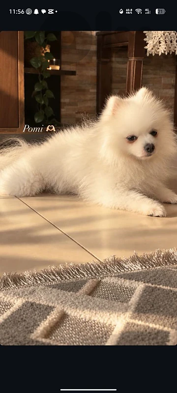 Pomeranian