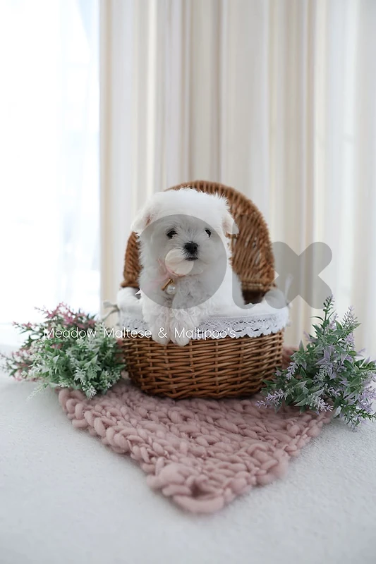Mini Bichon Puppies in Store _ delivery available