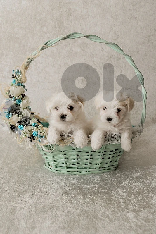 Cute Mini Bichon Puppies ✨️ / dog كلاب -