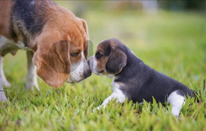 Males and females Beagle Puppies available
