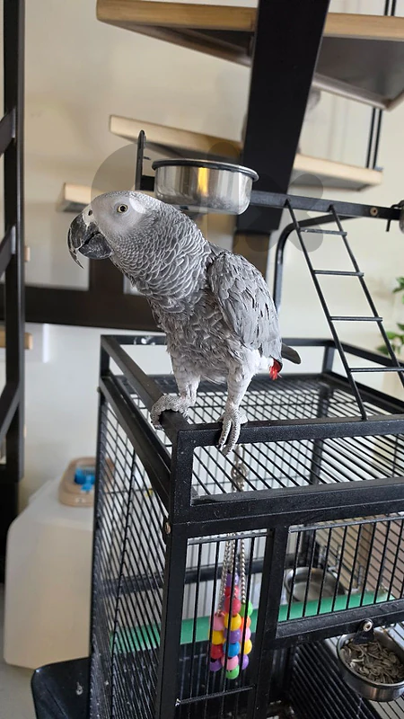 African grey parrot
