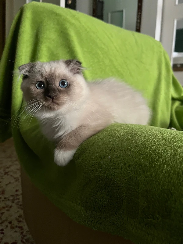 kitten fluffly scotish fold  mixed ragdol long hair