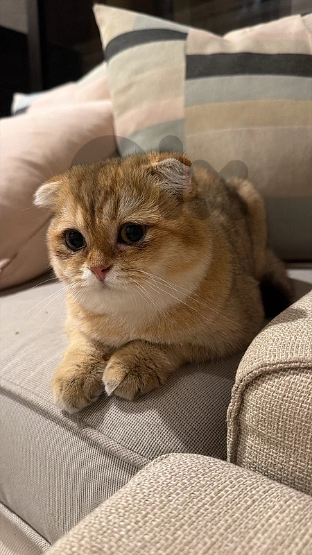 Golden Chinchilla Kitten