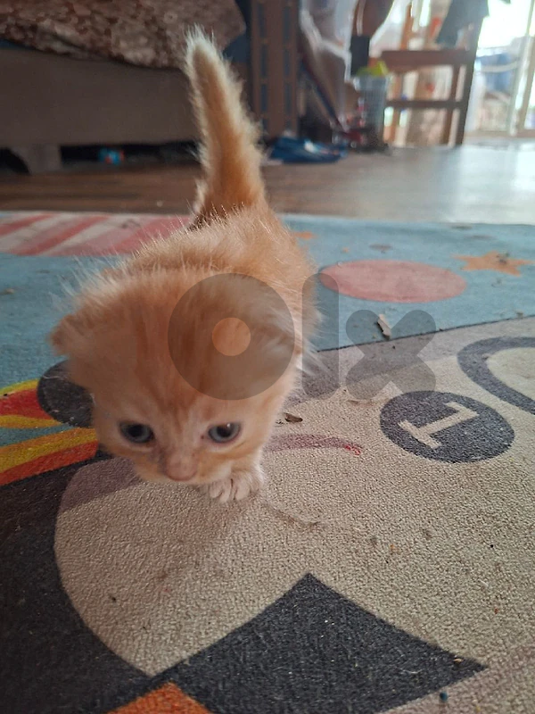 kittens persian himalayan