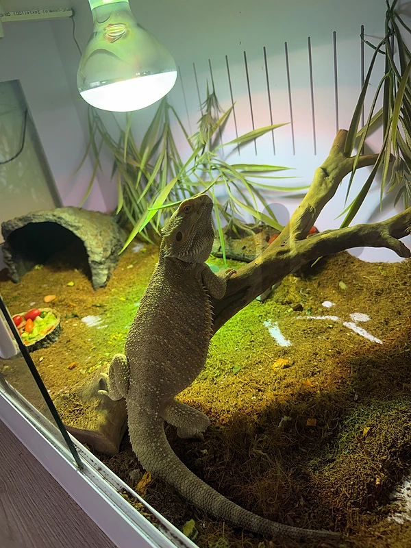 Bearded dragon