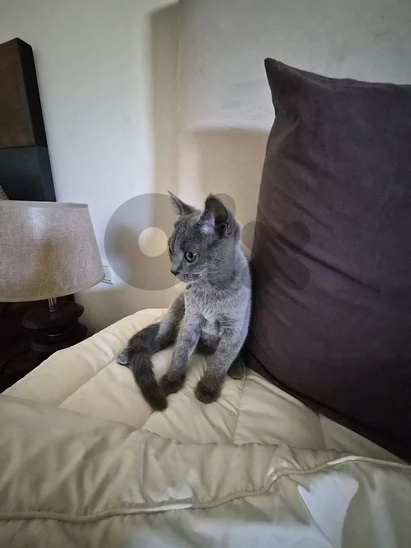 Female British Shorthair