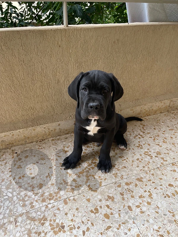 cane corso