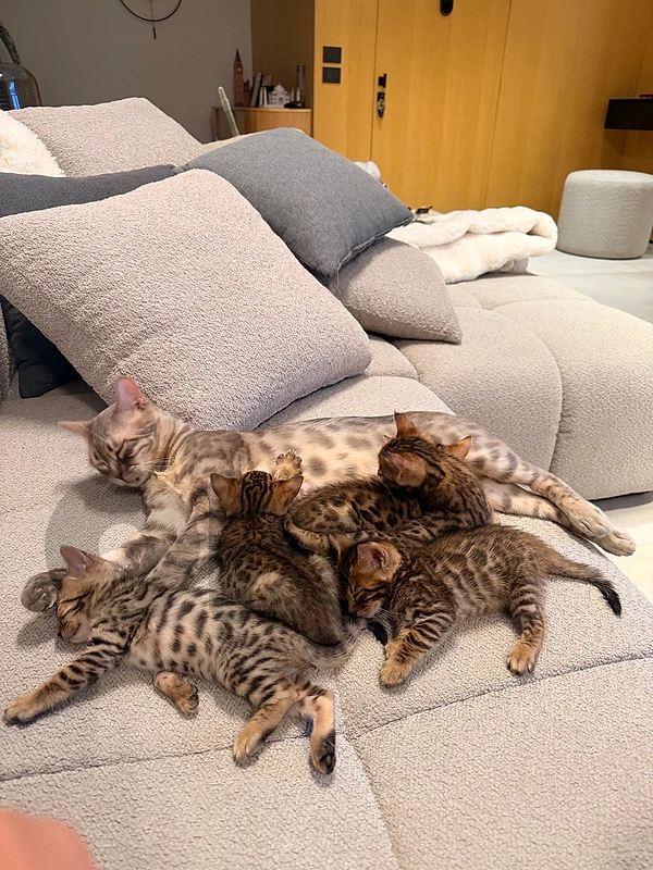 purebred bengal kittens