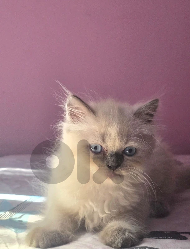 himalayen