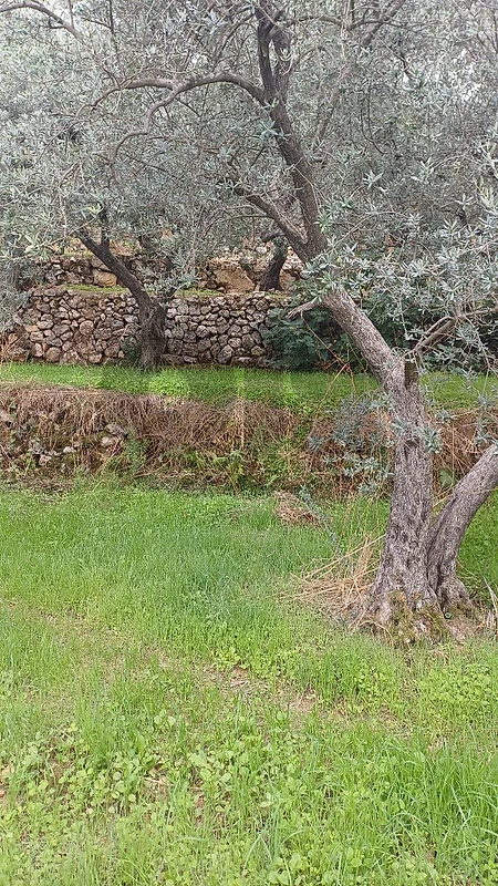 land for sale in Douma أرض للبيع في زيتون دوما