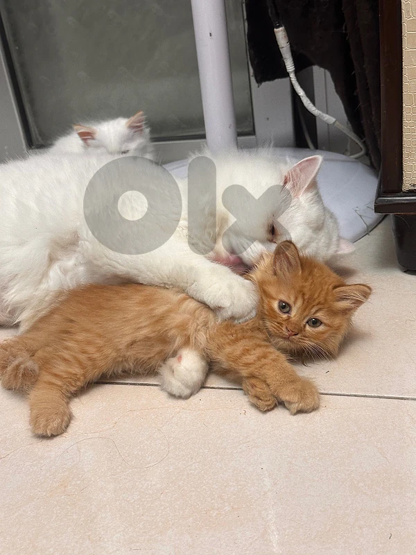 kittens