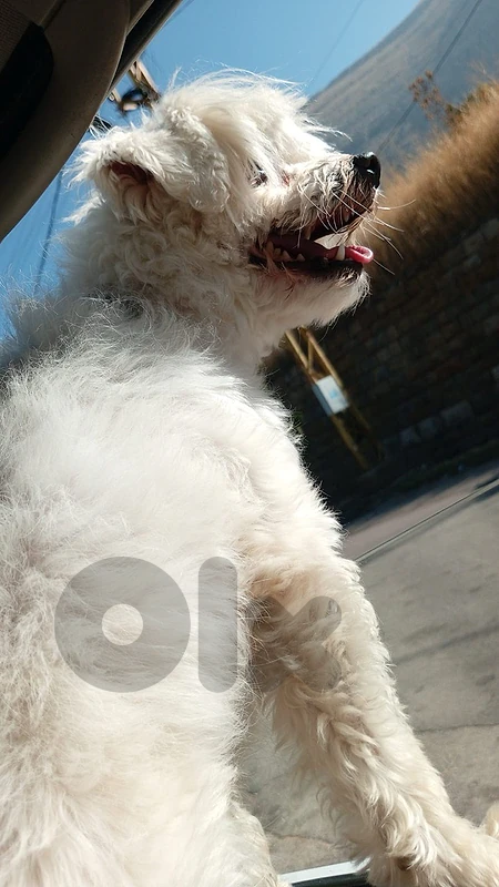 bichon frisé