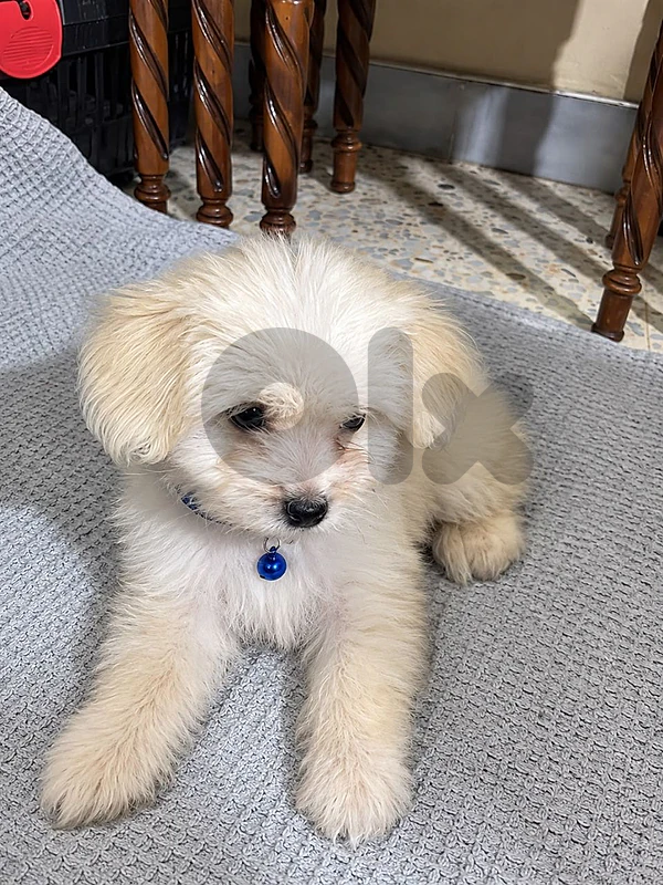 Cute and small dog Cute and small dog