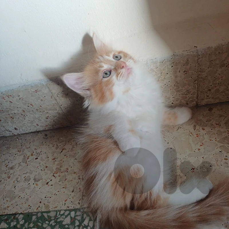 ragdol andpersian
