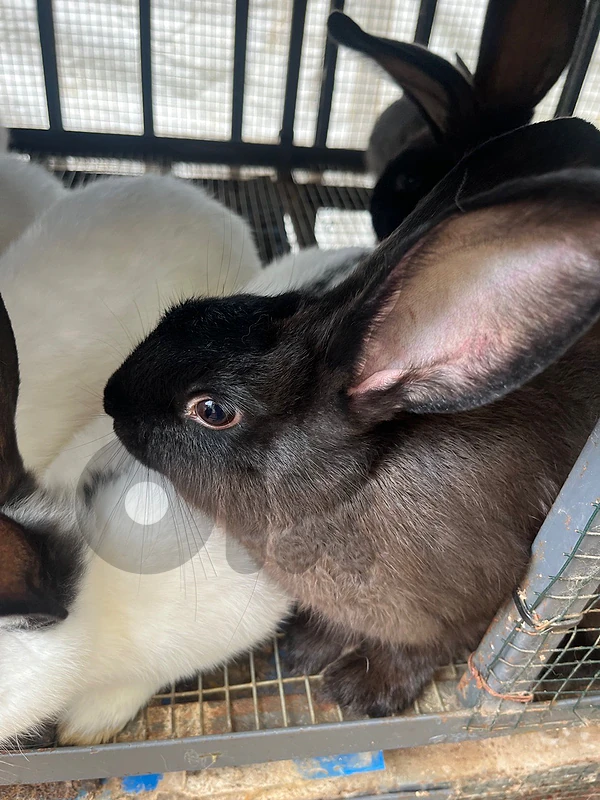 Rabbits