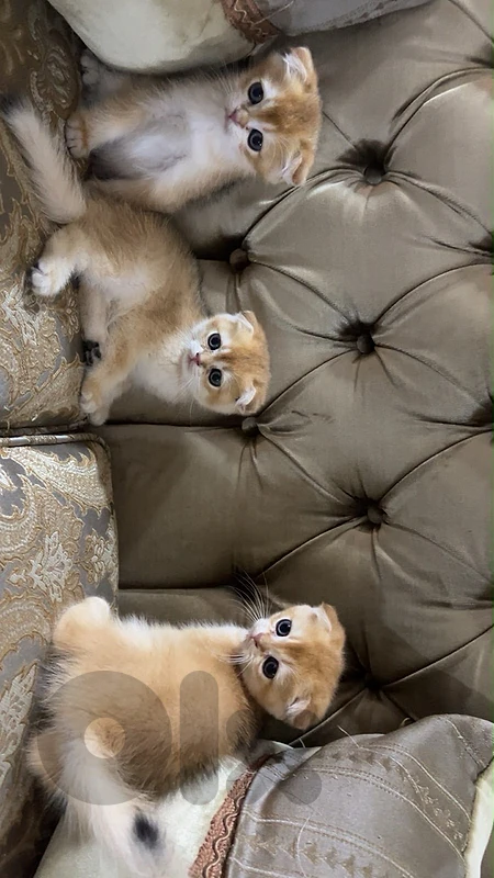 Pure Scottish Golden Males
