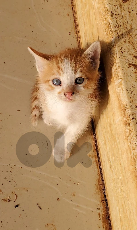 For adoption