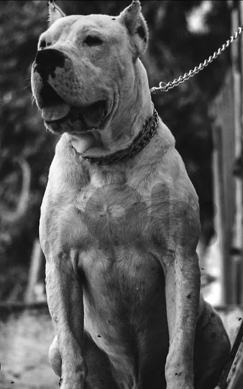 Dogo Argentino puppies