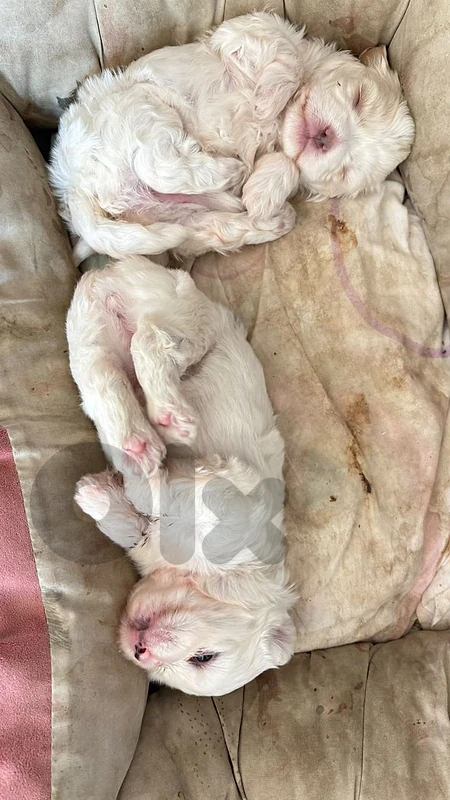 Female Pure Bichon