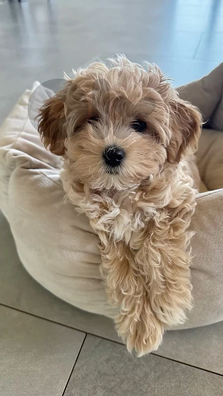 Maltipoo Beige puppy imported