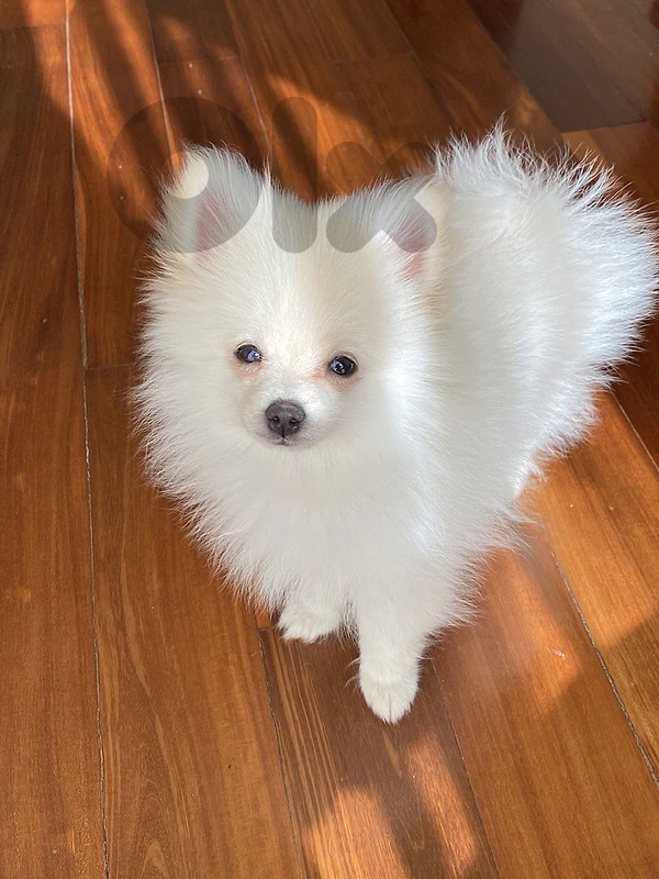 Pomeranian Spitz