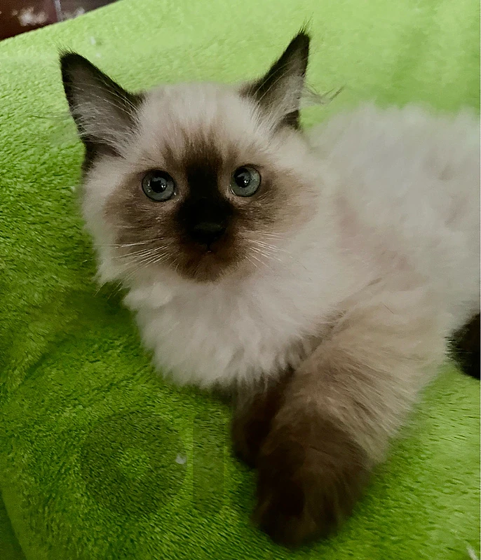 kitten fluffly scotish fold  mixed ragdol long hair