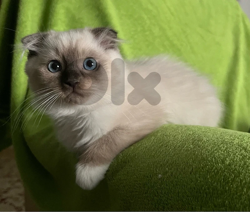 kitten fluffly scotish fold  and  ragdol