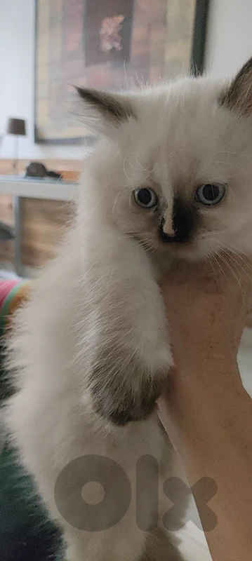 Ragdoll kitten