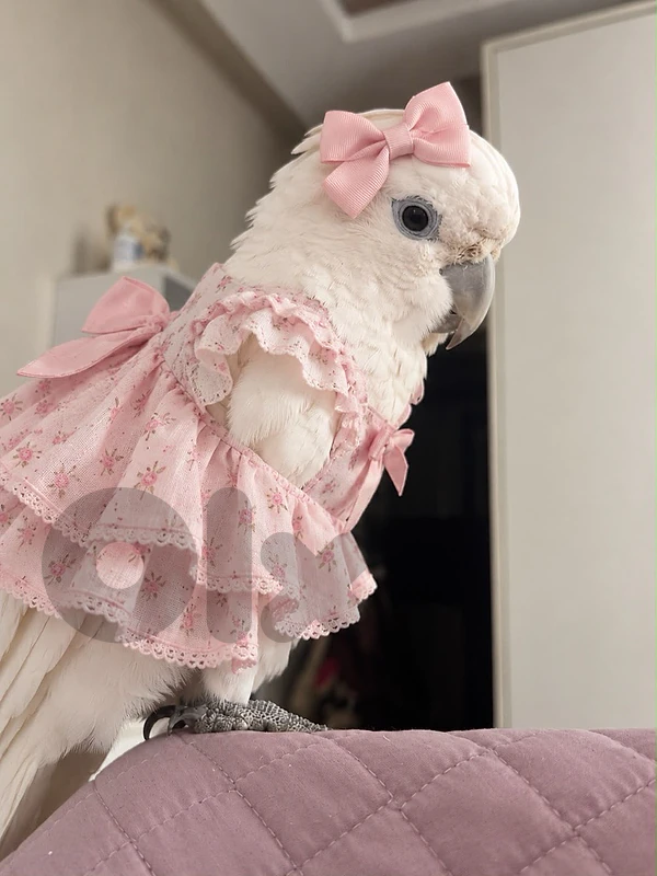 baby cockatoo for sale