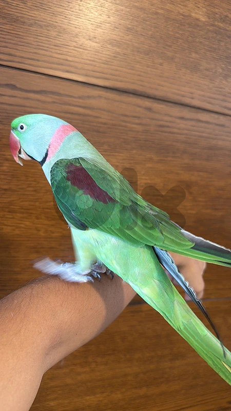 Tamed alexandrin parrot الببغاء ألكسندرين مروض