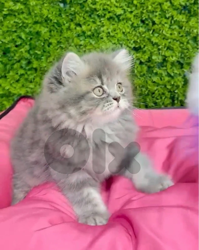 Adorable Persian kitten AVAILABLE IN STORE & DELIVERY