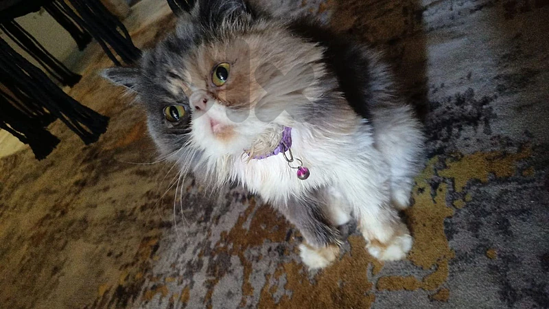pure himalayan peke face