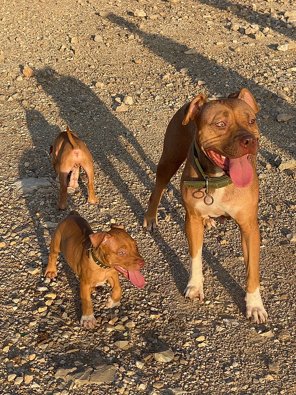 pitbulls