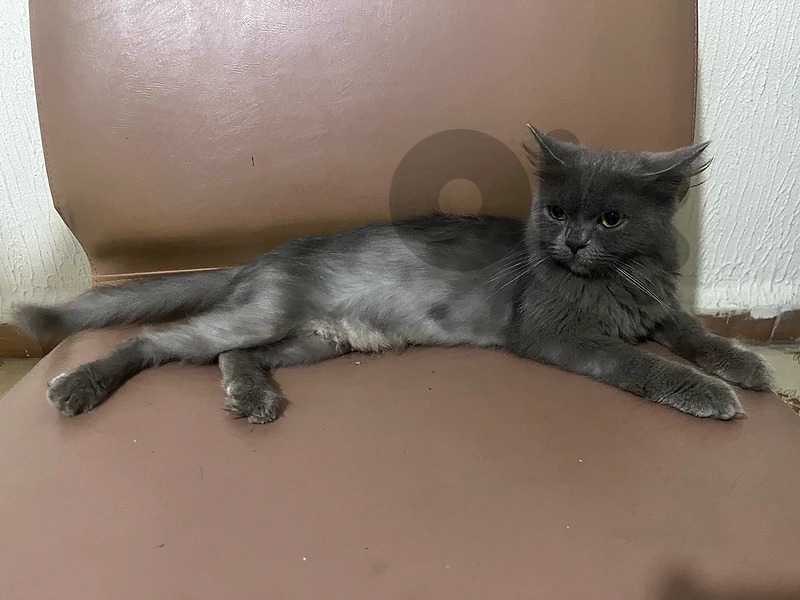british female 2 years old for adoption