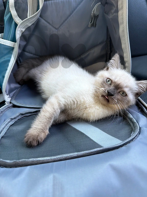 siamese for sale
