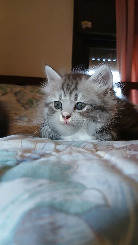 silver cute cat 🐈